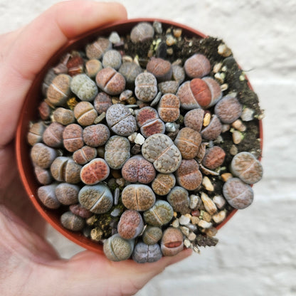 Lithops varieties (Living Stones)