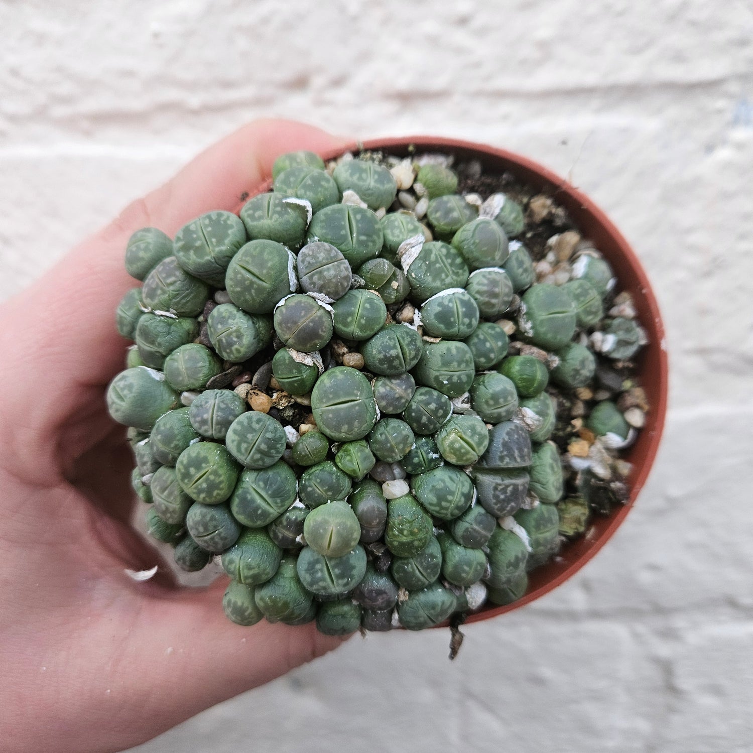 Lithops varieties (Living Stones)