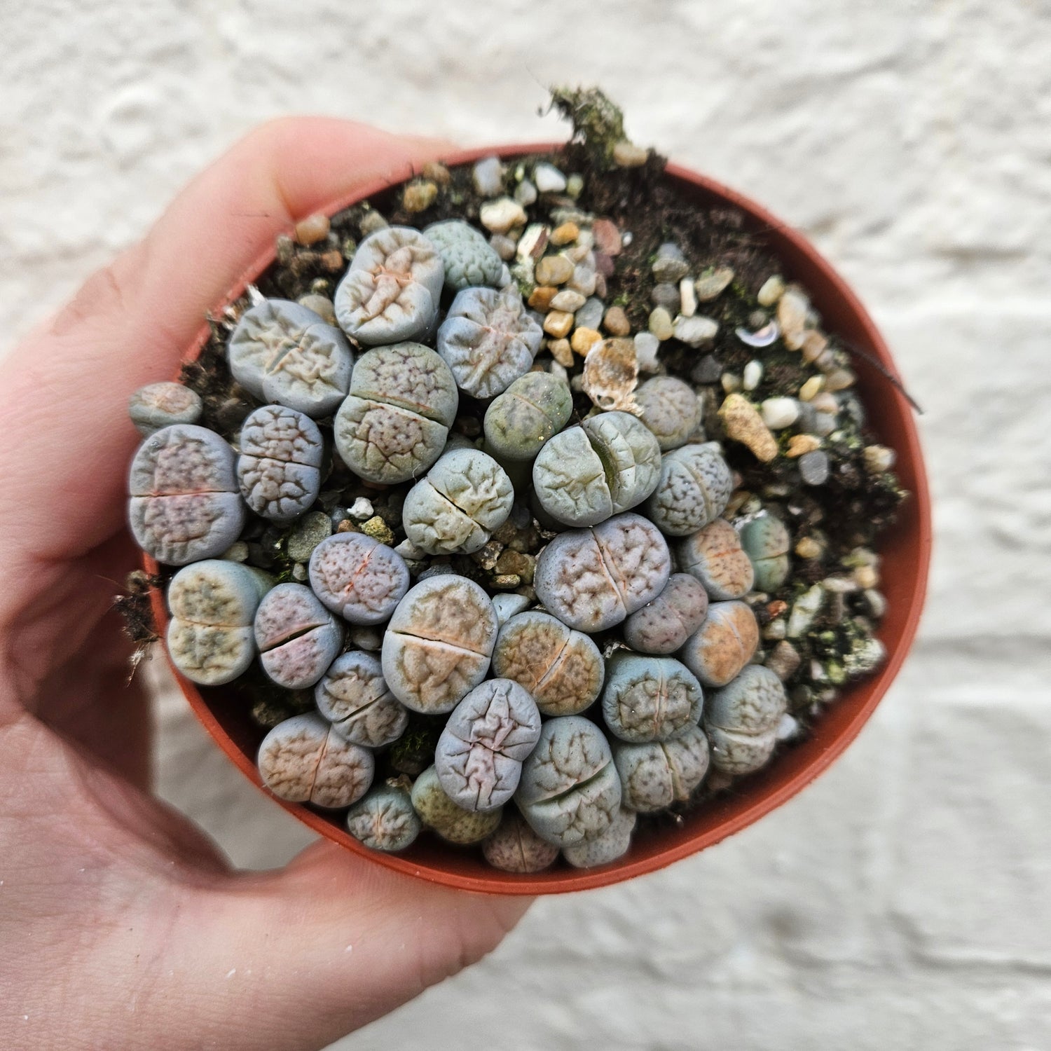 Lithops varieties (Living Stones)