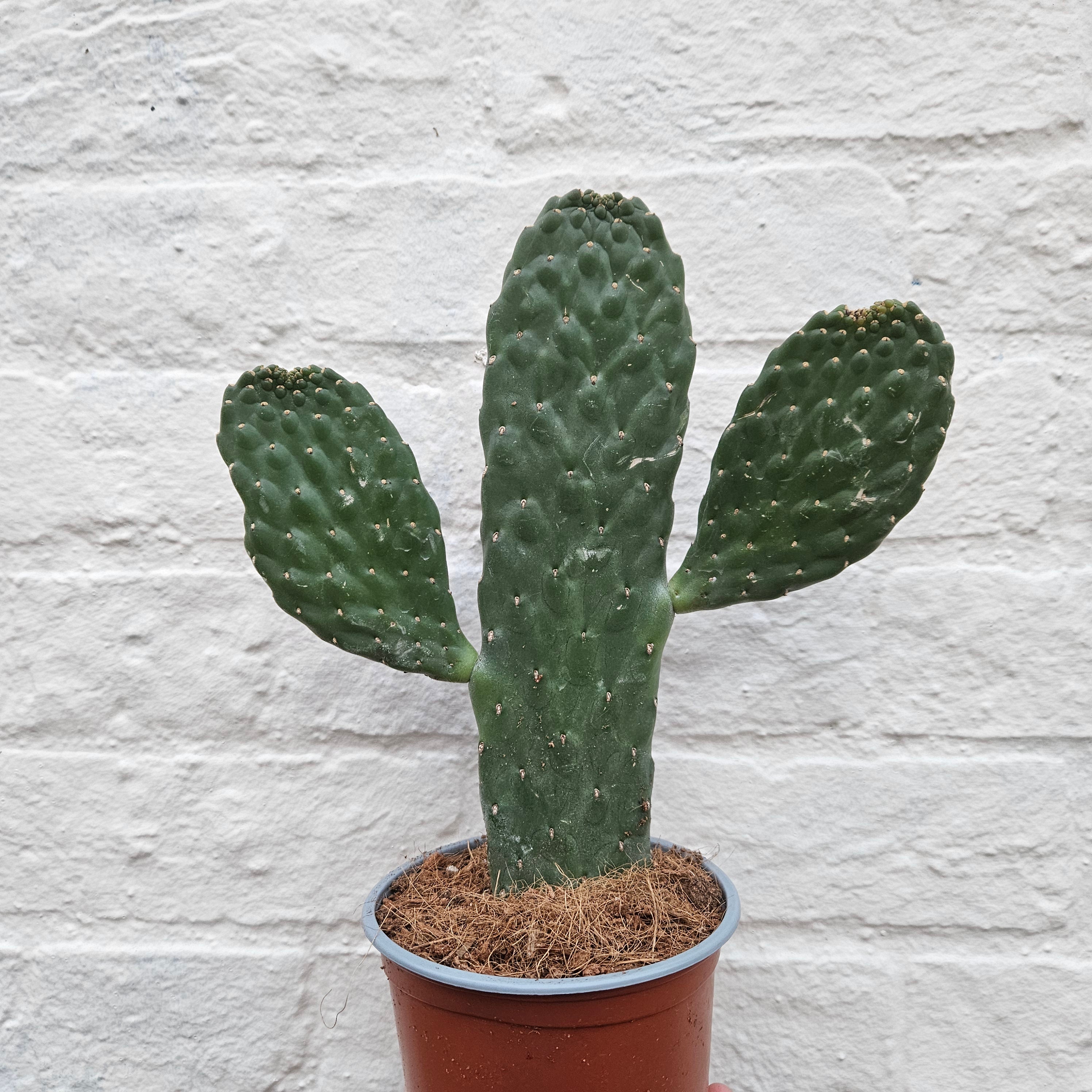 Opuntia rubescens (Prickly pear cactus/ Roadkill cacti)