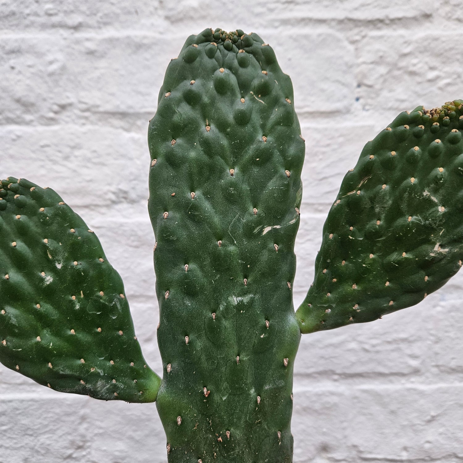 Opuntia rubescens (Prickly pear cactus/ Roadkill cacti)