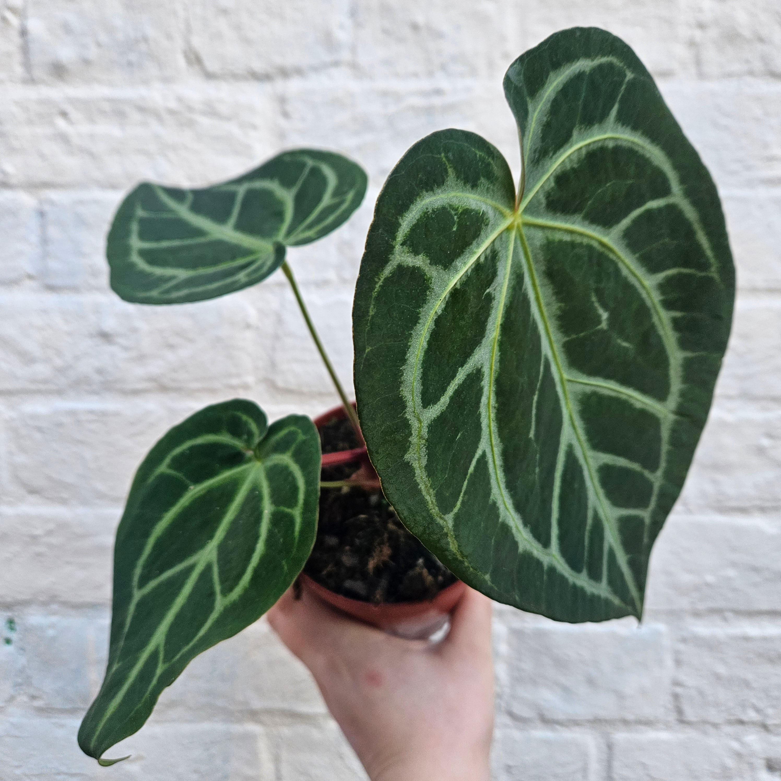 Anthurium magnificum