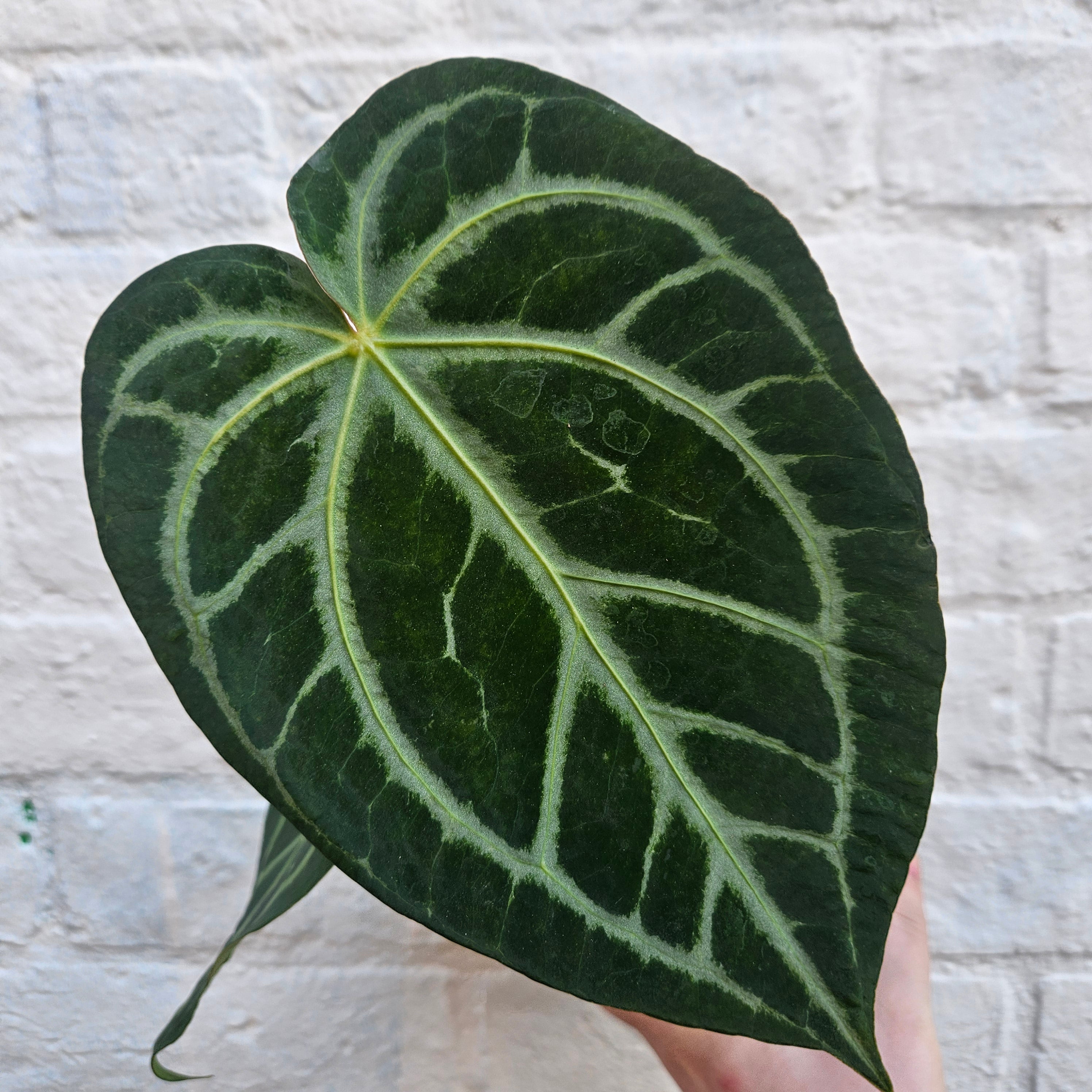 Anthurium Magnificum