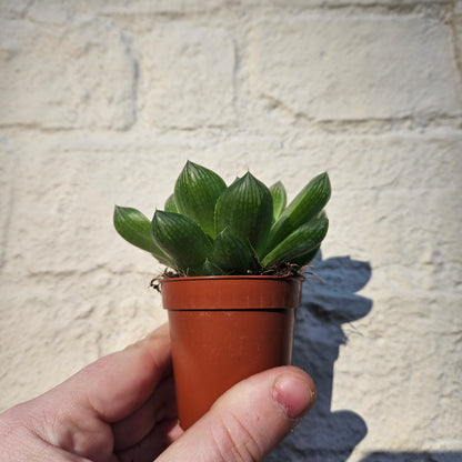 Haworthia cooperi (Window Haworthia)