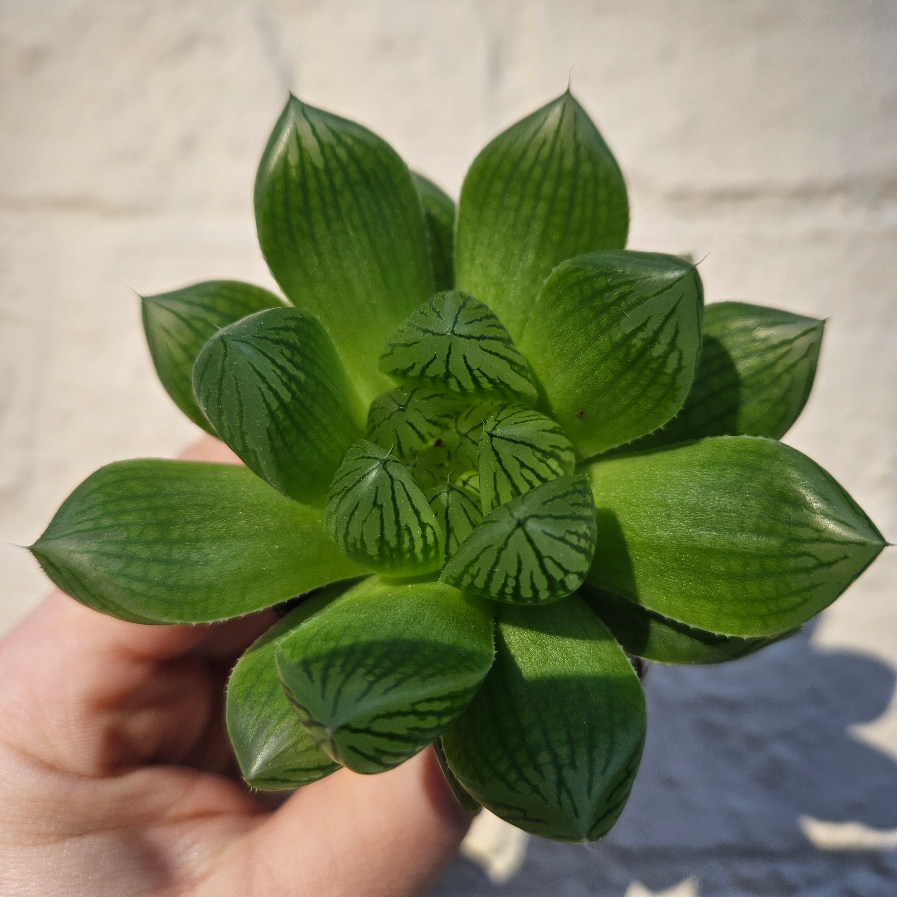 Haworthia cooperi (Window Haworthia)