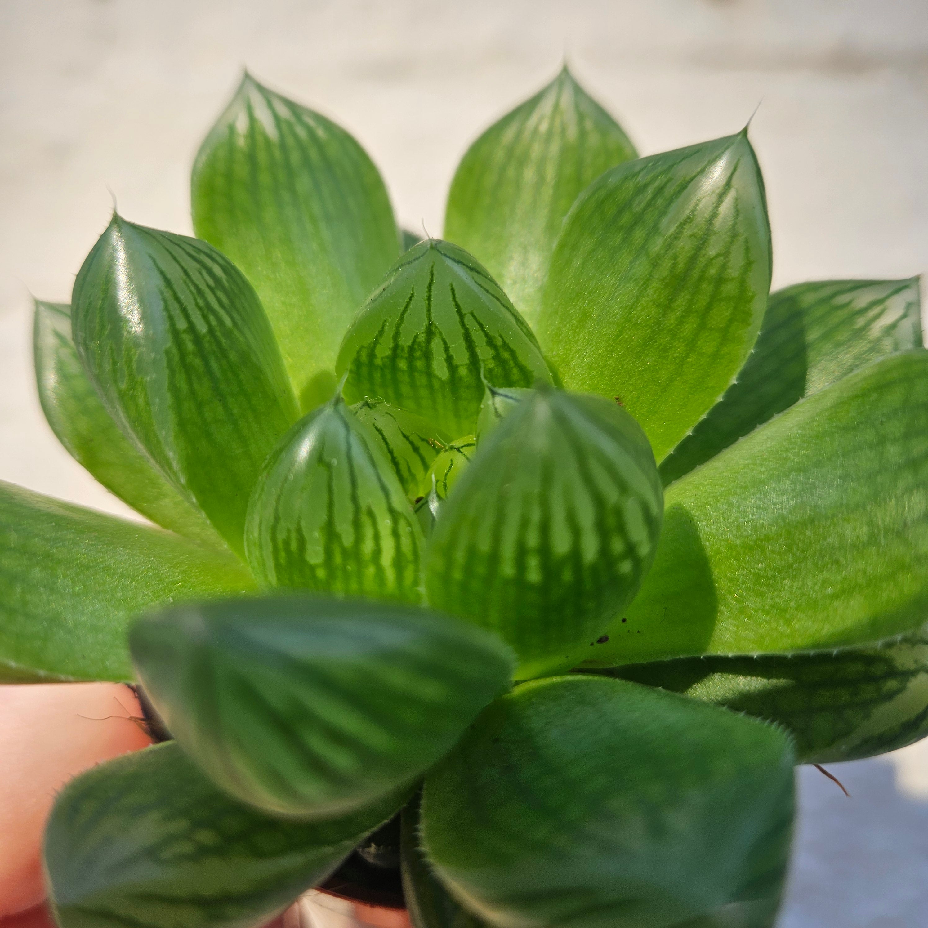 Haworthia cooperi (Window Haworthia)