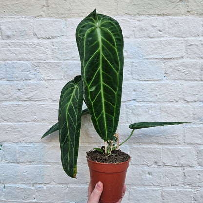 Anthurium warocqueanum (Queen Anthurium)