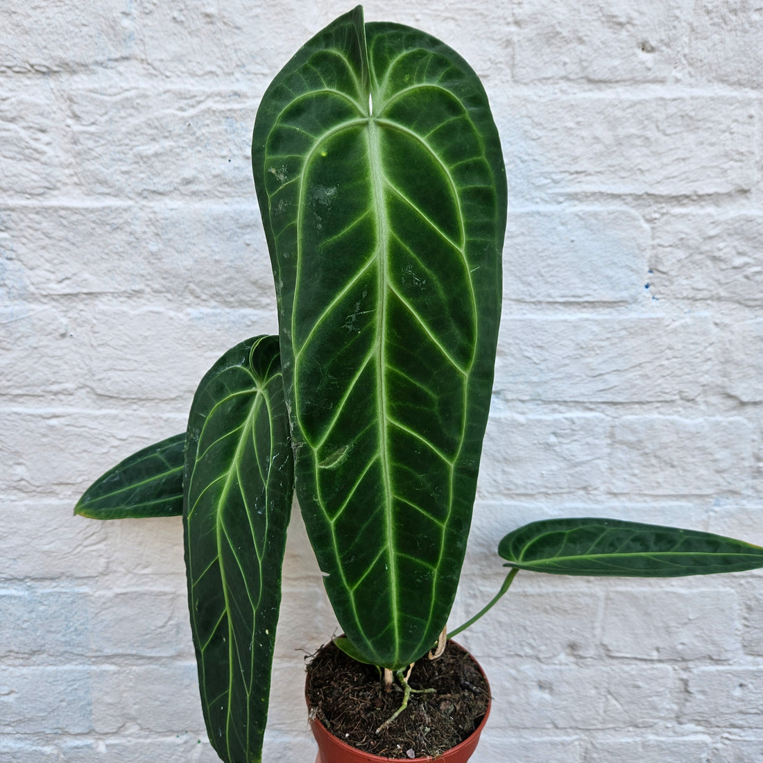 Anthurium warocqueanum (Queen Anthurium)