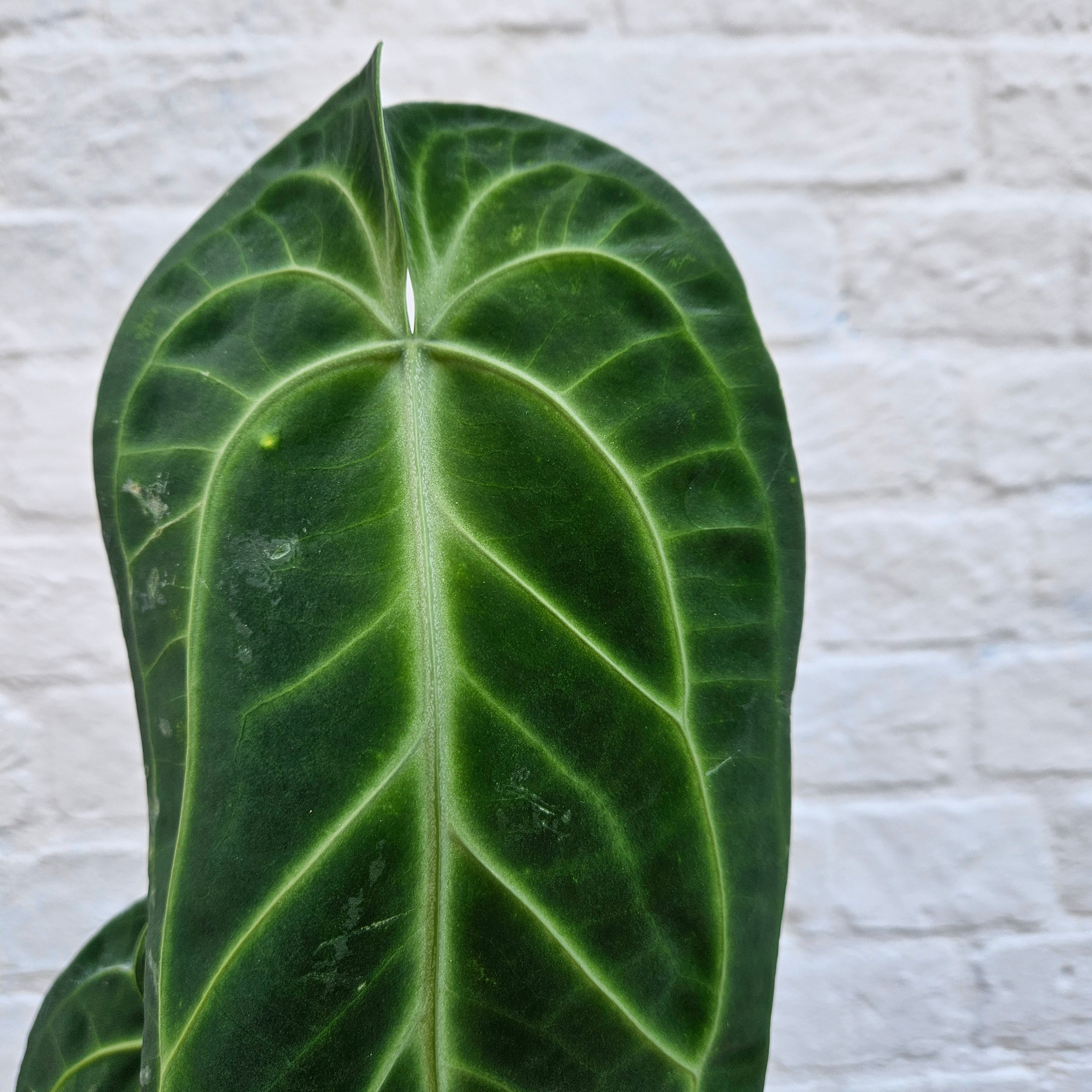 Anthurium warocqueanum (Queen Anthurium)