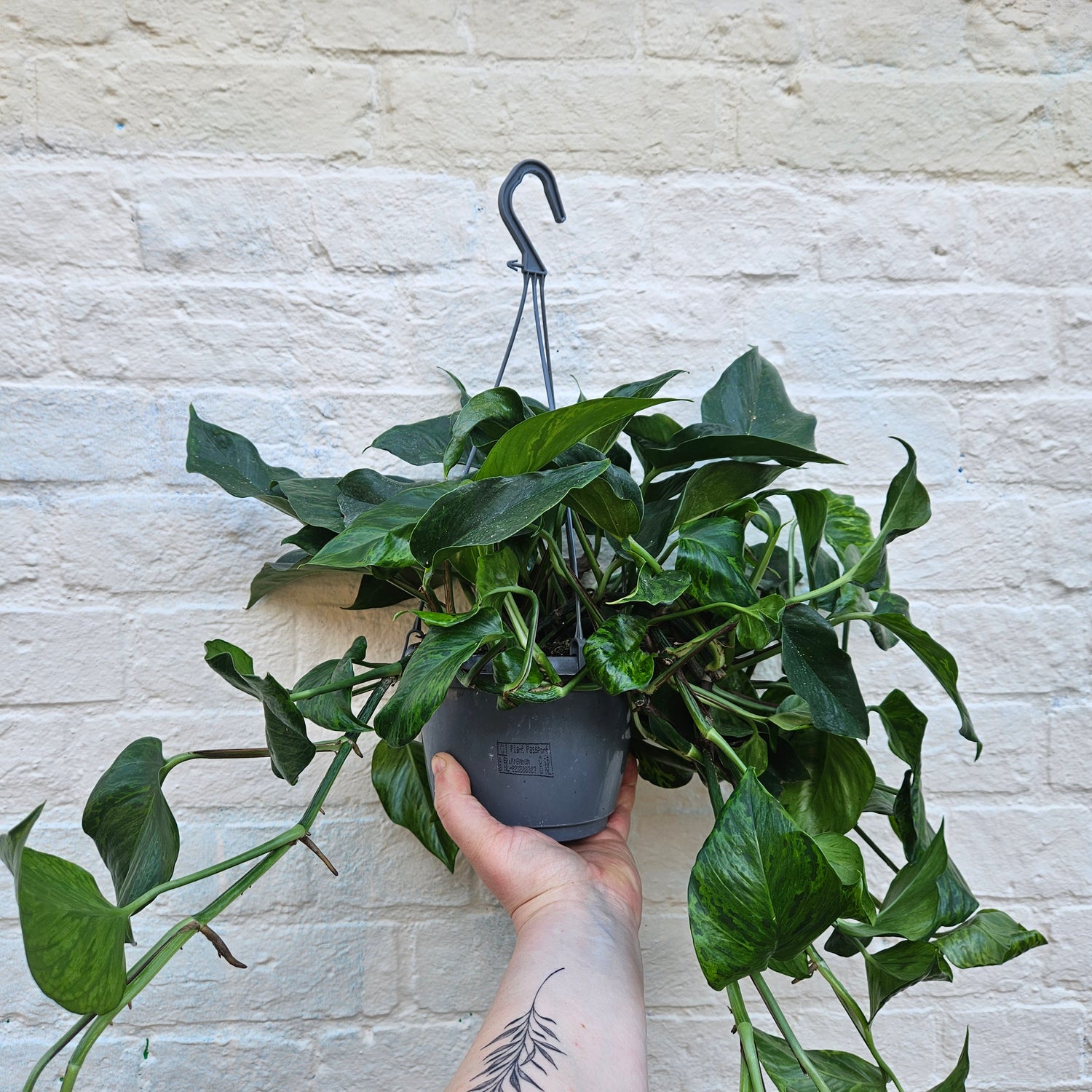 Epipremnum aureum &