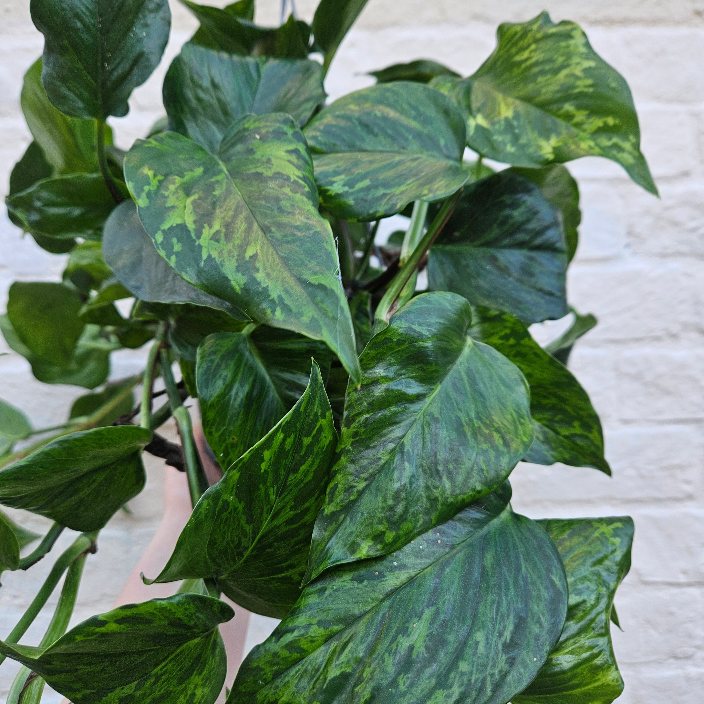 Epipremnum aureum &