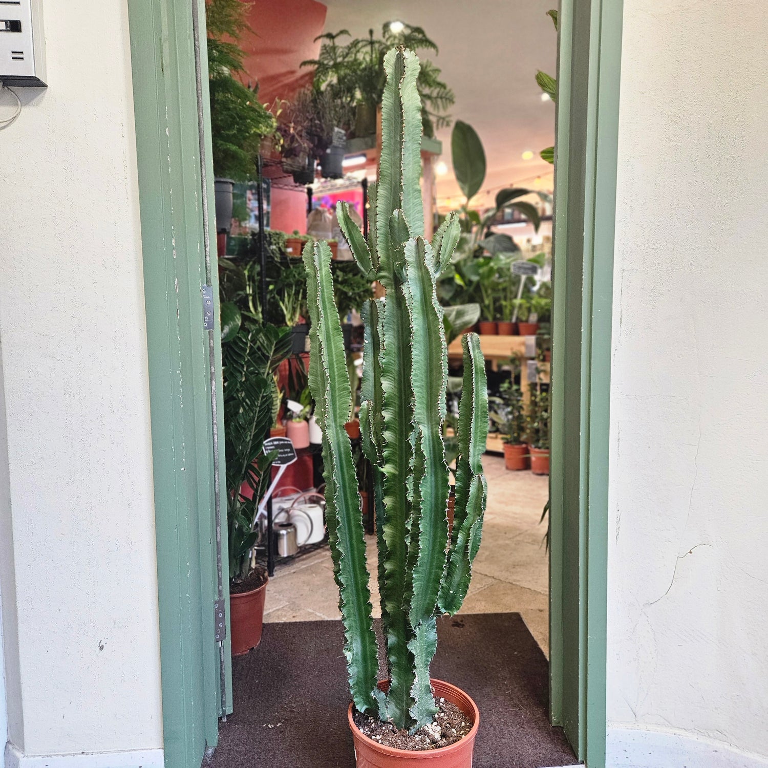 Euphorbia erytrea (Candelabara Cactus/ Desert Cactus)