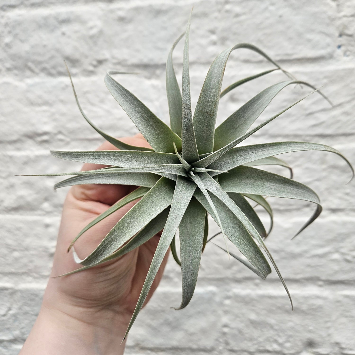 Tillandsia Xerographica (Air plant)