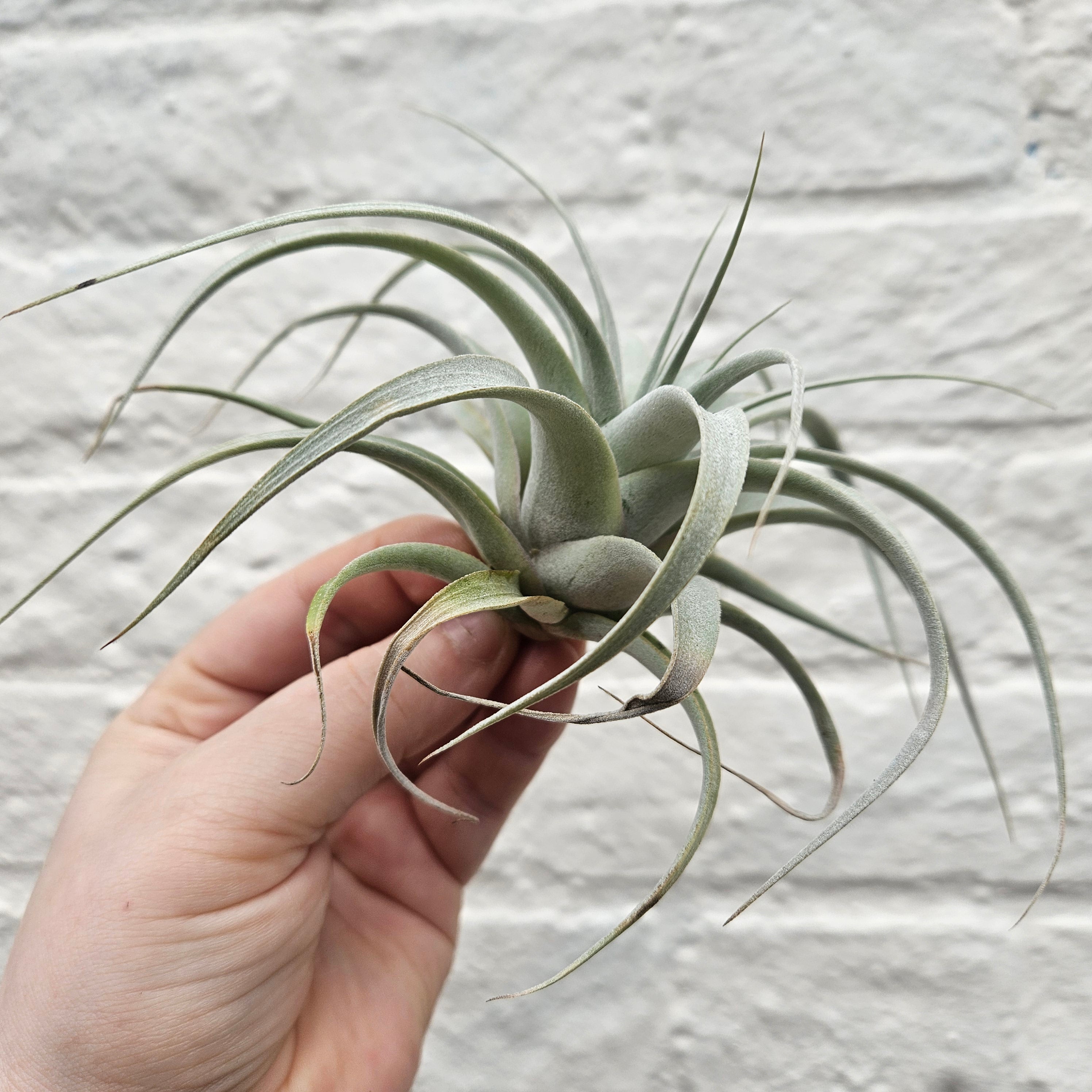 Tillandsia Xerographica (Air plant)