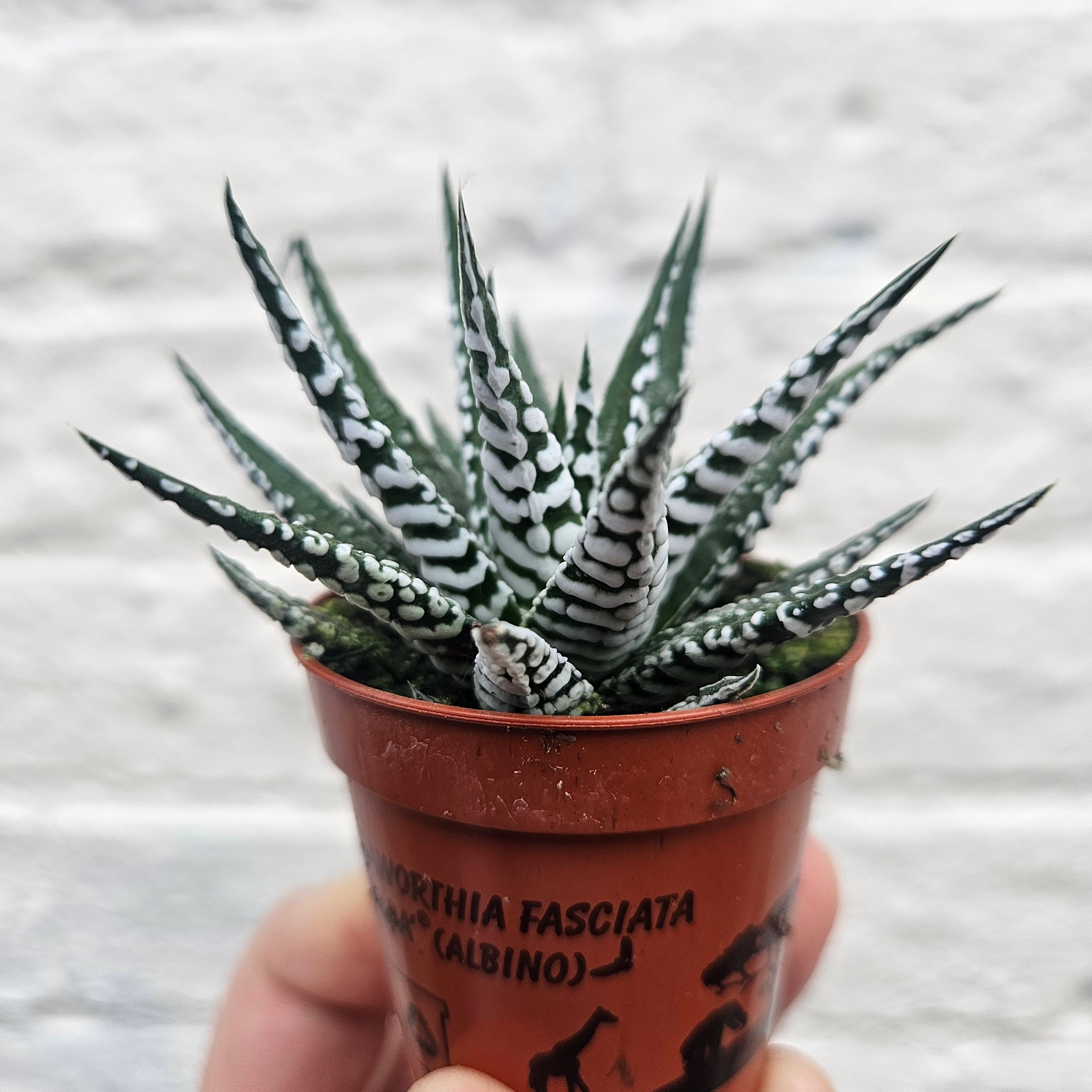 Haworthia fasciata &