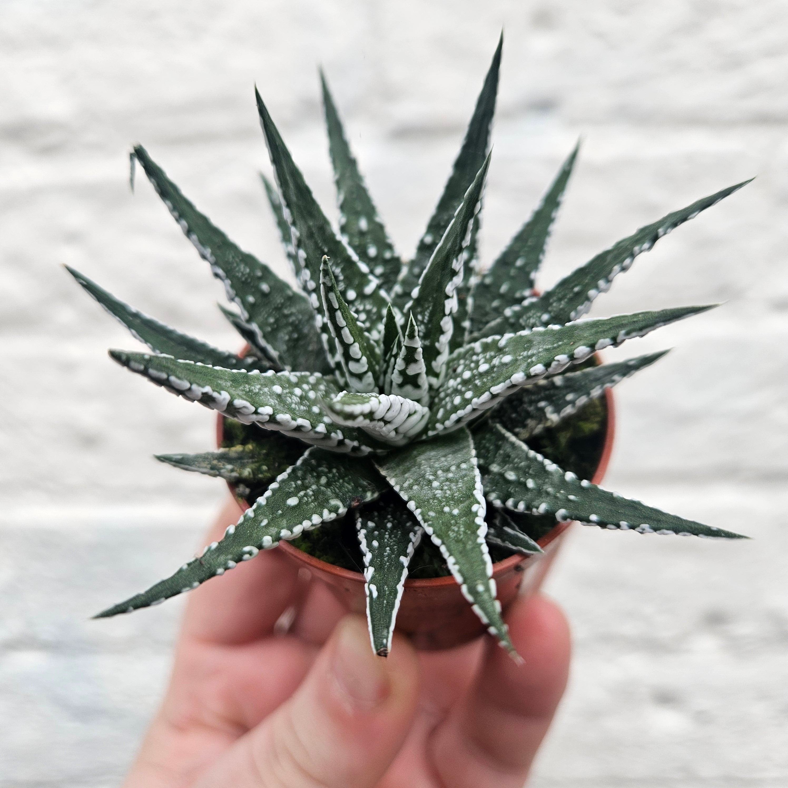 Haworthia fasciata &