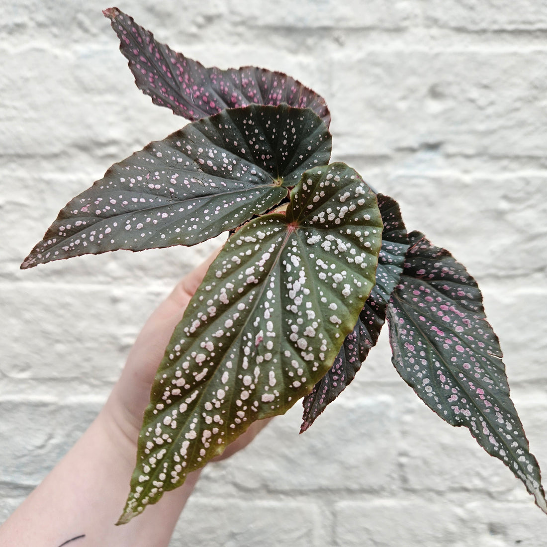 Begonia maculata &