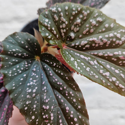 Begonia maculata &