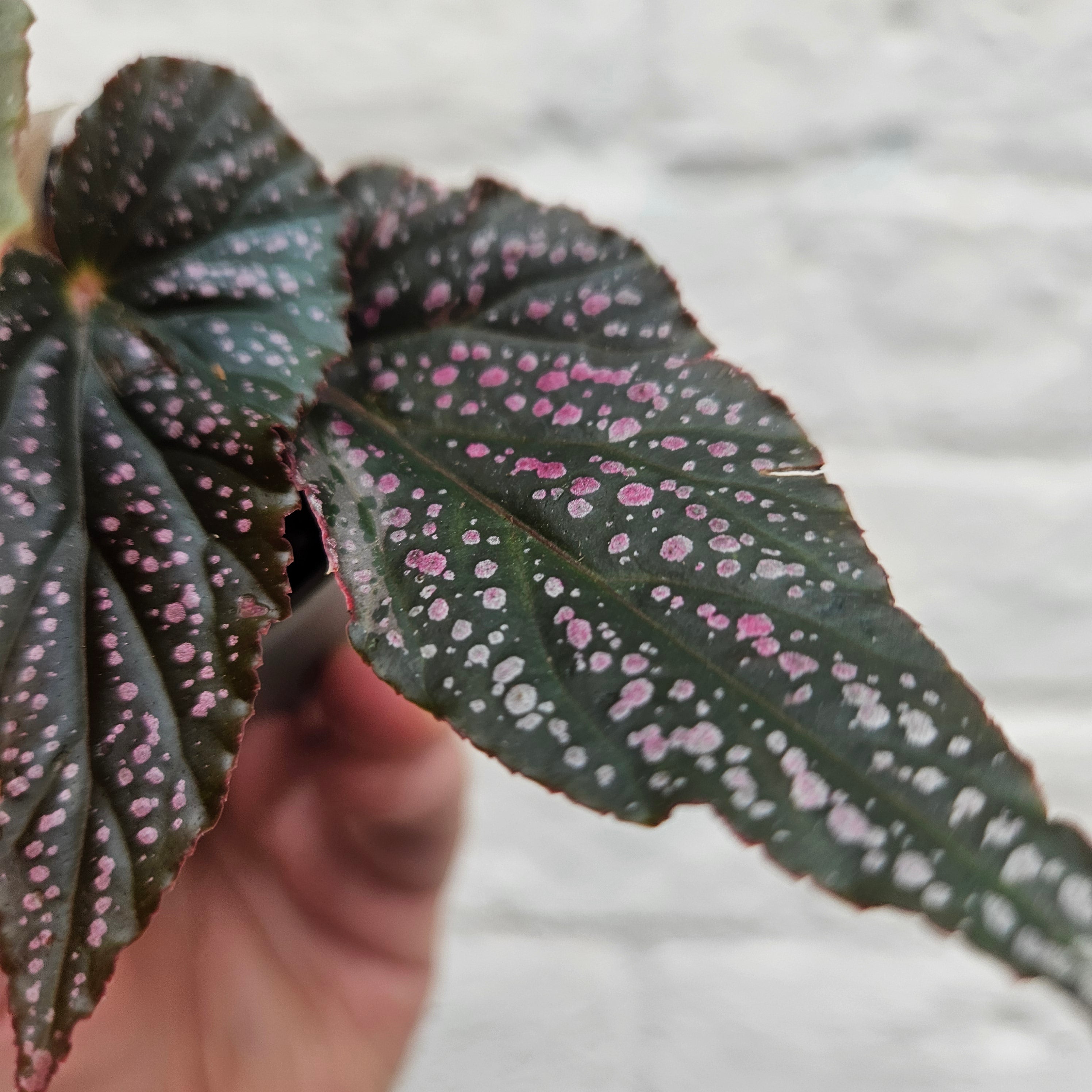 Begonia maculata &