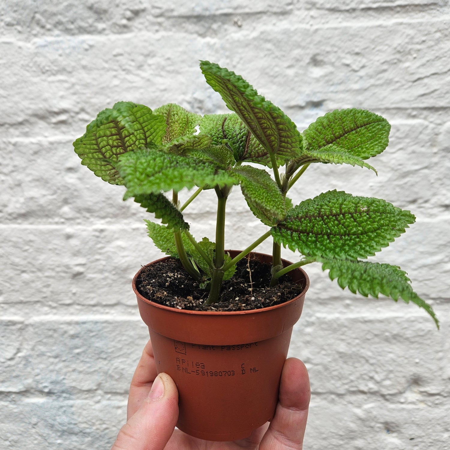 Pilea involucrata &