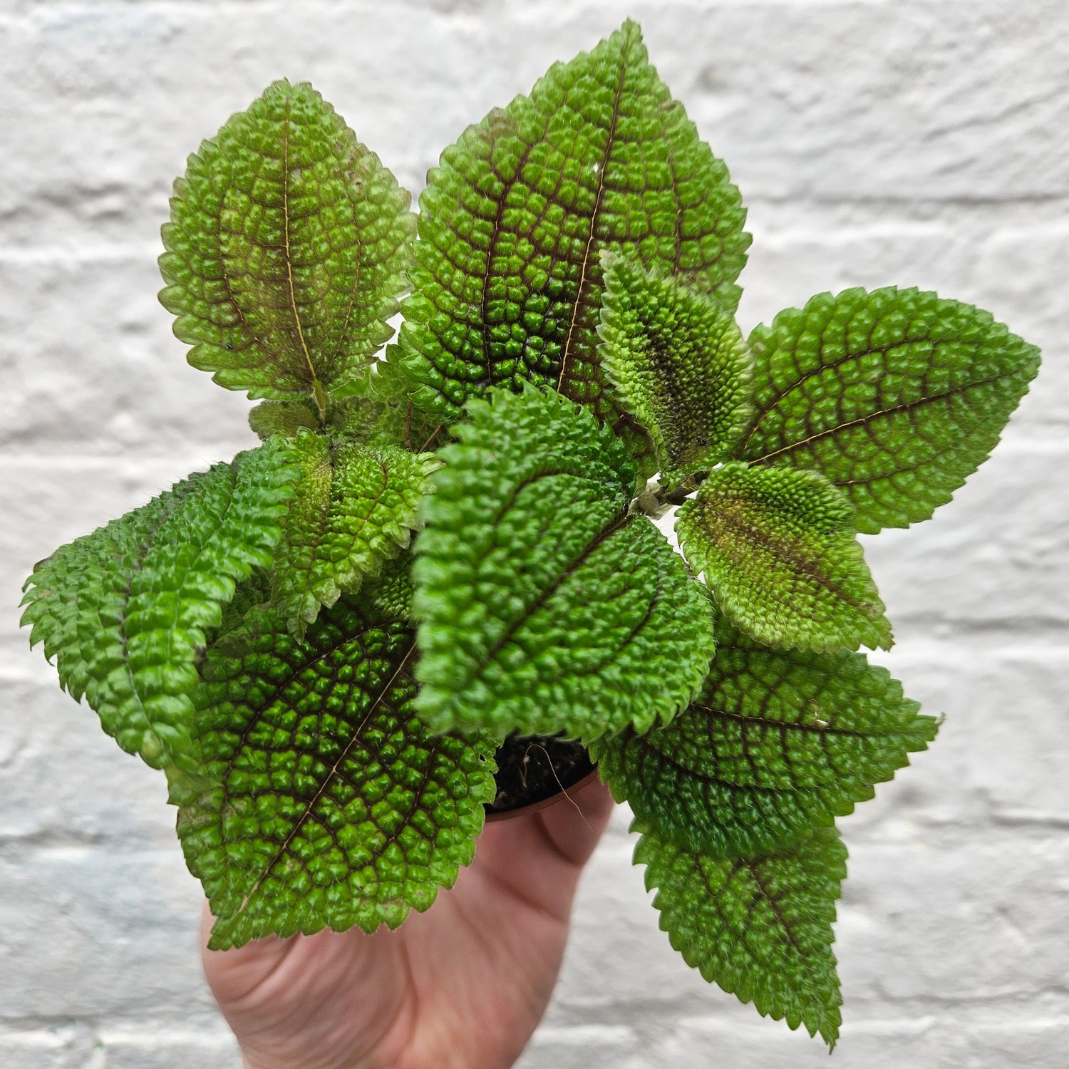 Pilea involucrata &