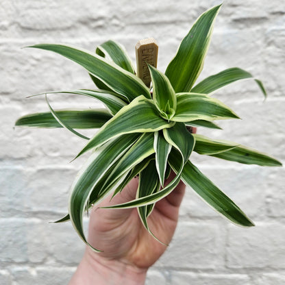 Chlorophytum comosum &