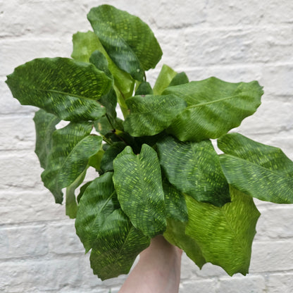 Goeppertia kegeljanii syn. Calathea musaica &