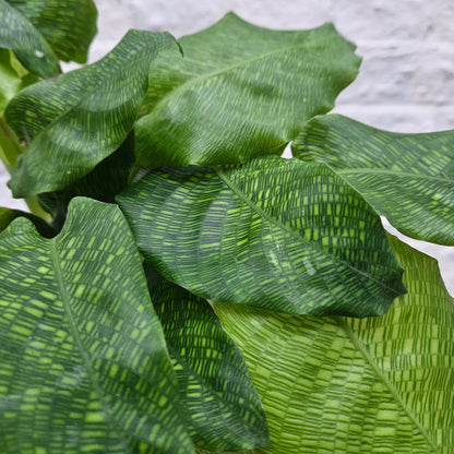 Goeppertia kegeljanii syn. Calathea musaica &