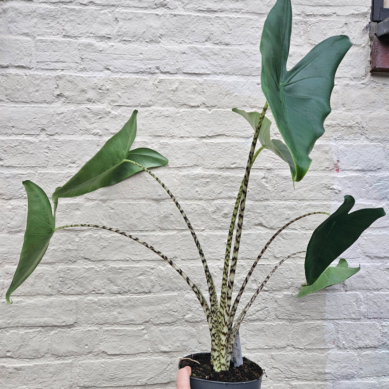 Alocasia zebrina (Elephant ear)