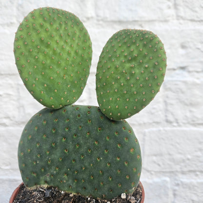 Opuntia microdasys Varieties (Bunny ear/ Angel wing cactus)