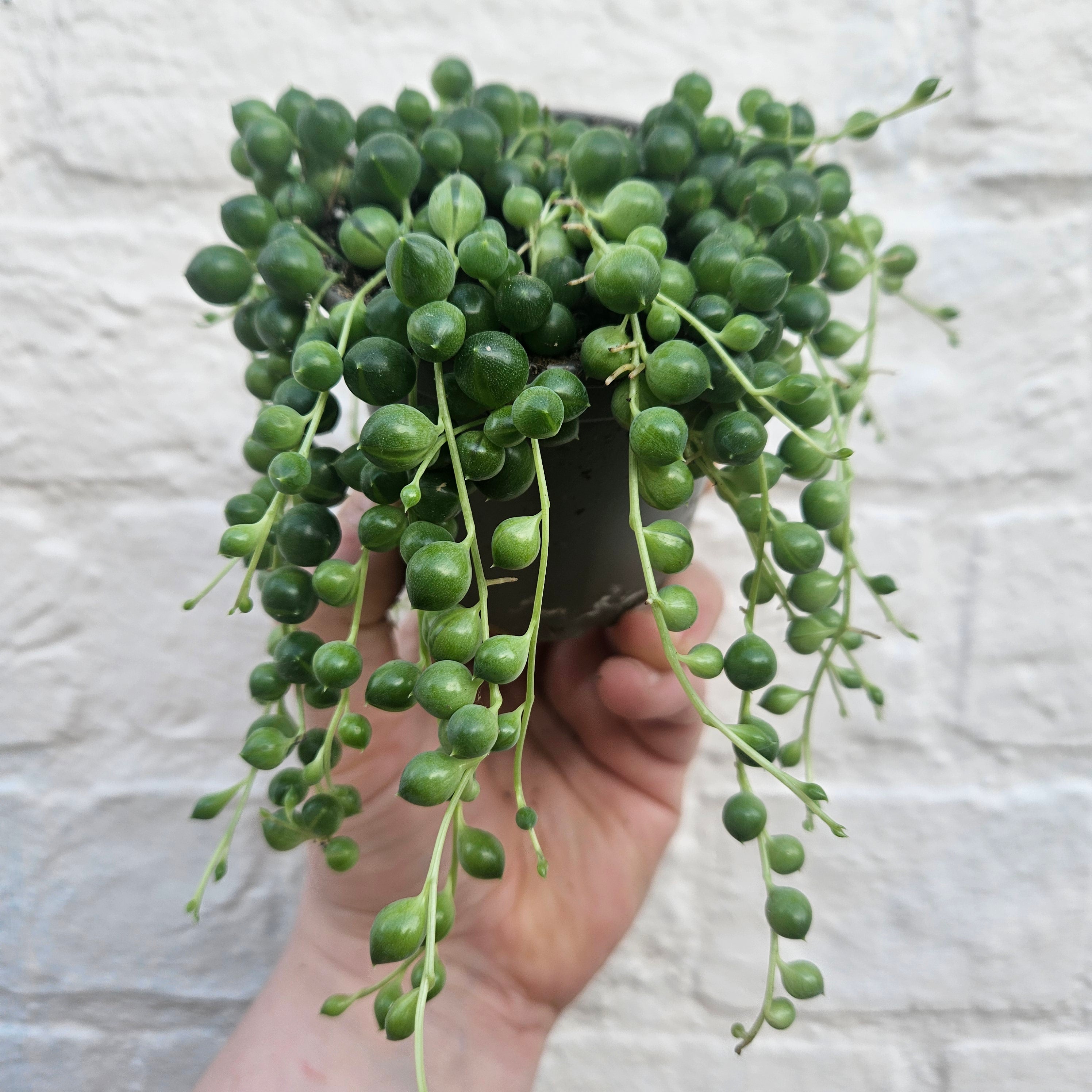 Curio rowleyanus syn. Senecio rowleyanus (String of beads/pearls) Various sizes