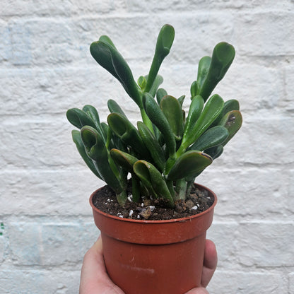 Crassula ovata &