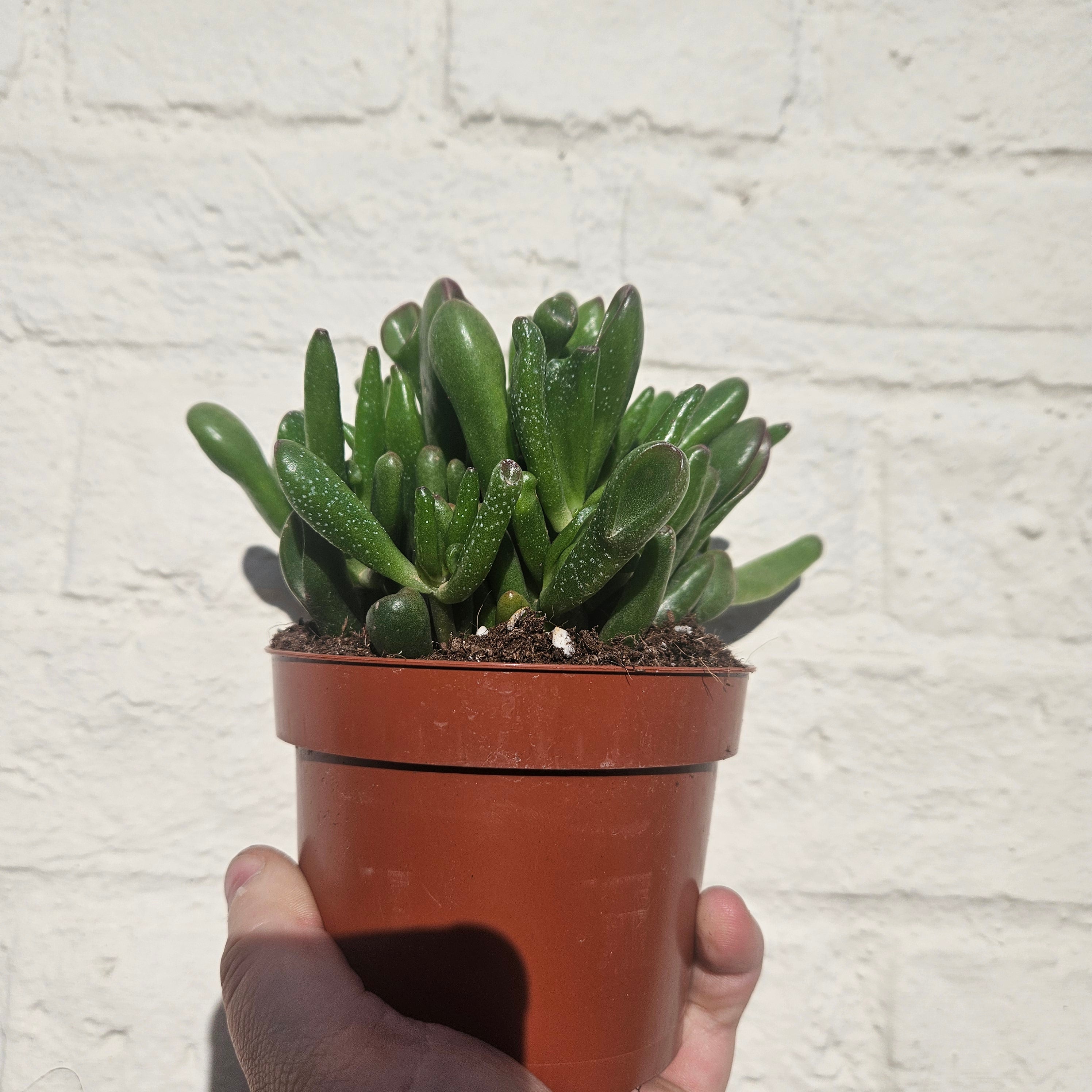 Crassula ovata &