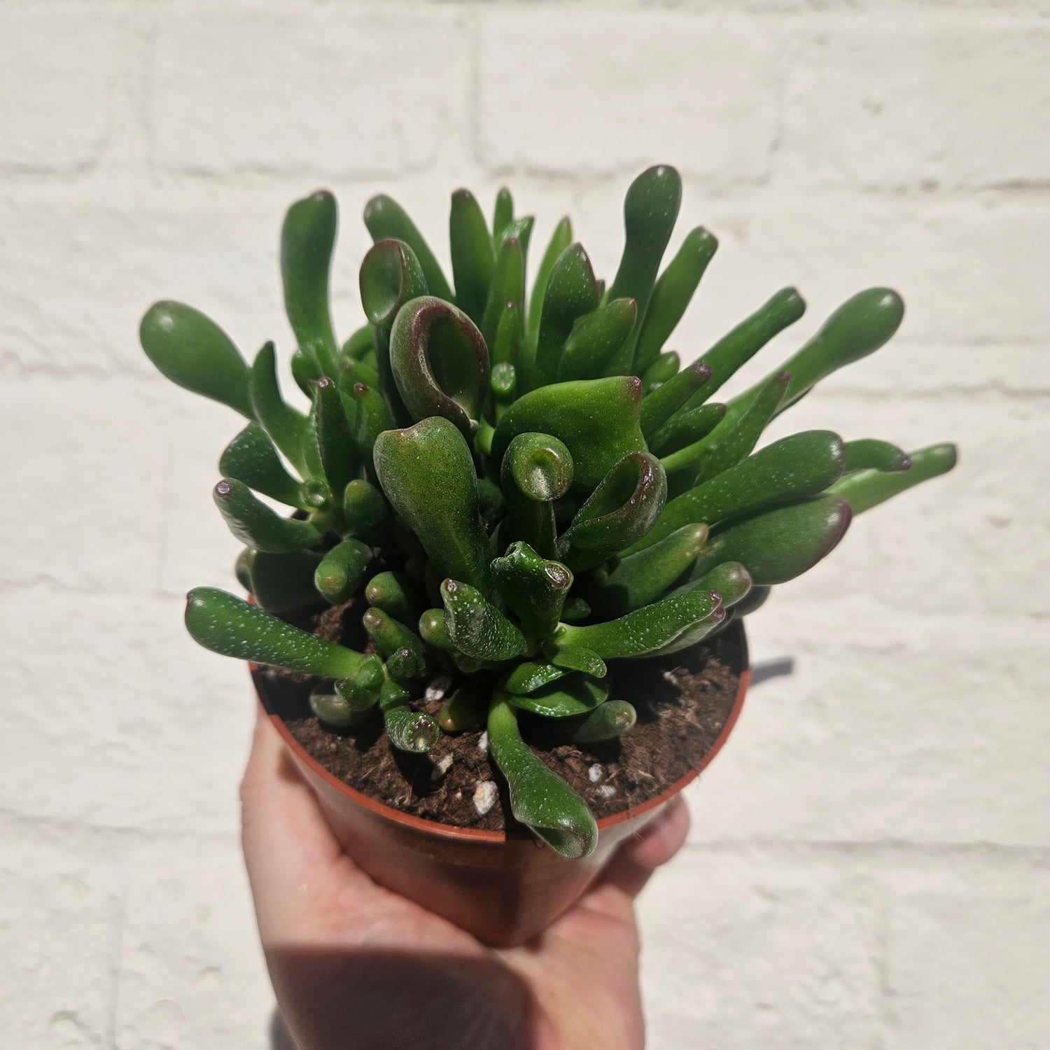 Crassula ovata &