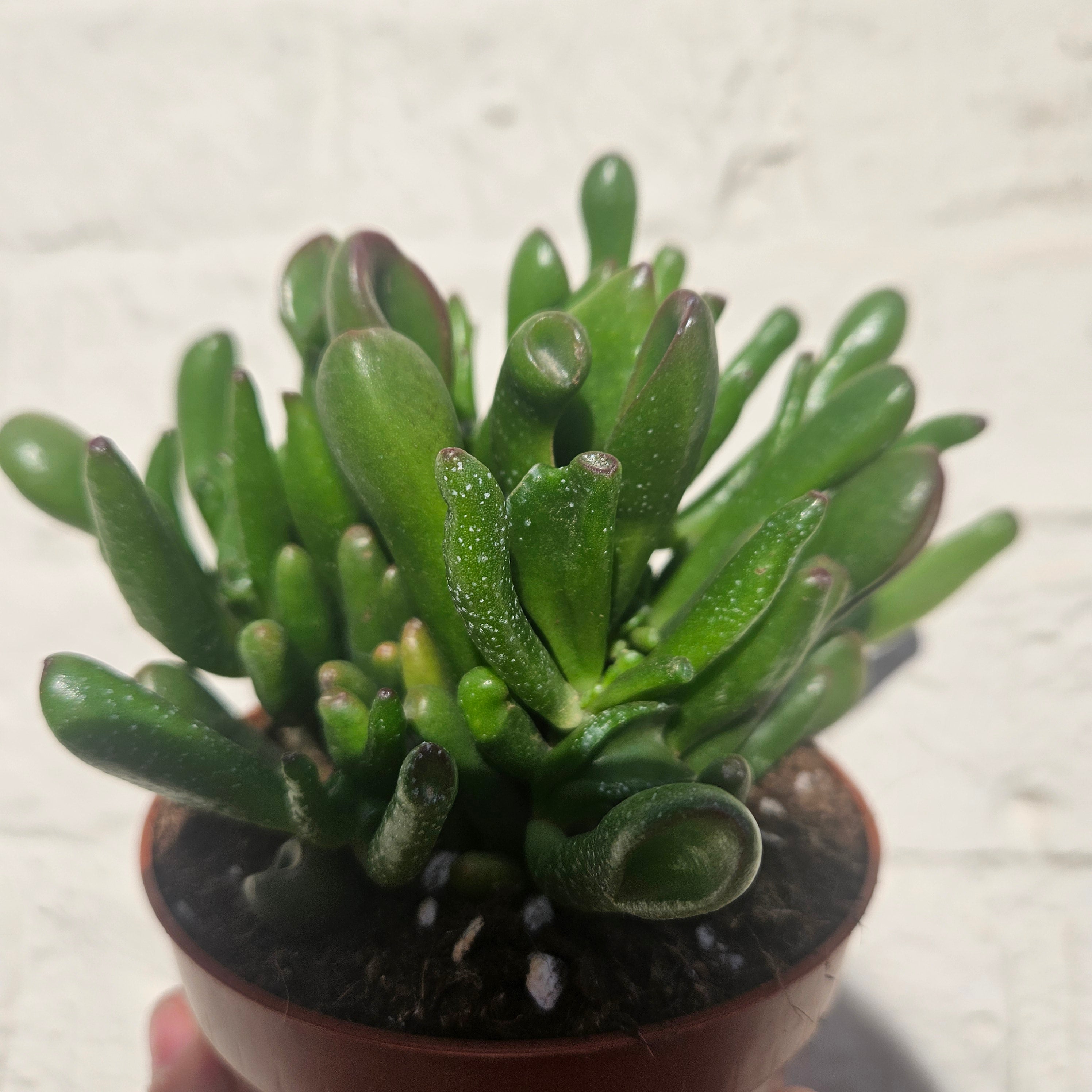 Crassula ovata &