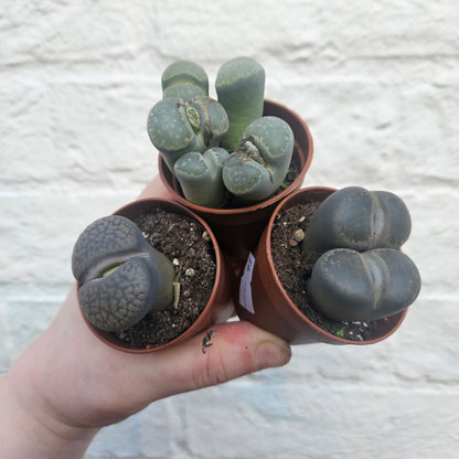 Lithops varieties (Living Stones)