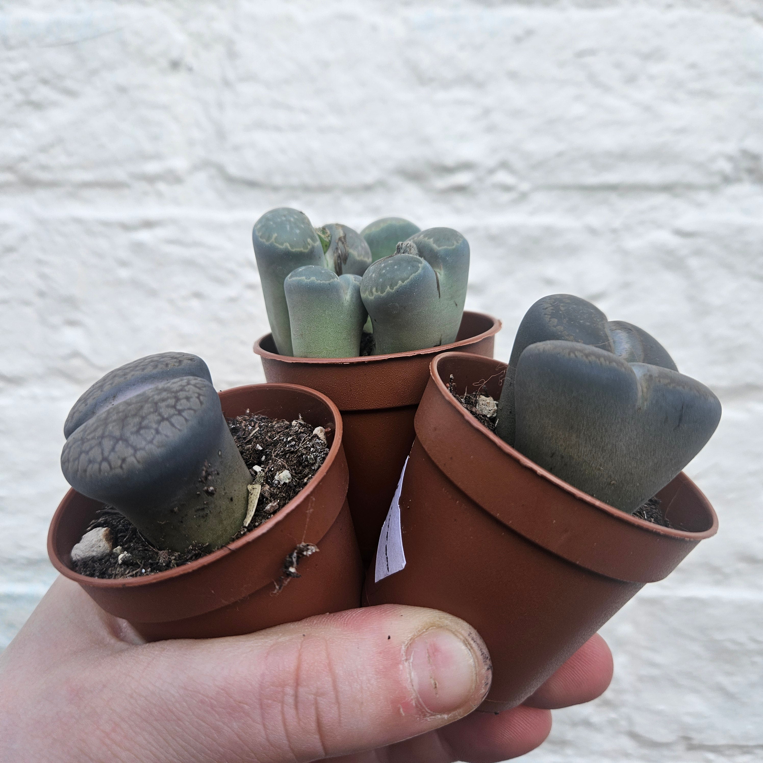 Lithops varieties (Living Stones)