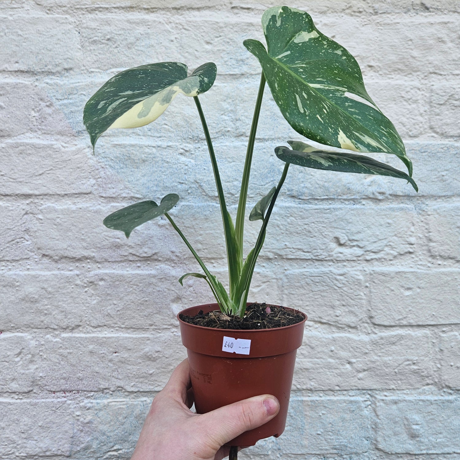 Monstera deliciosa &