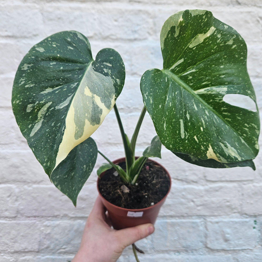 Monstera deliciosa &