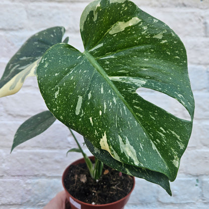 Monstera deliciosa &