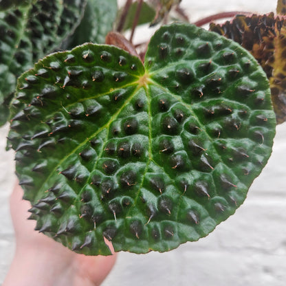 Begonia ferox (Fierce Plant)