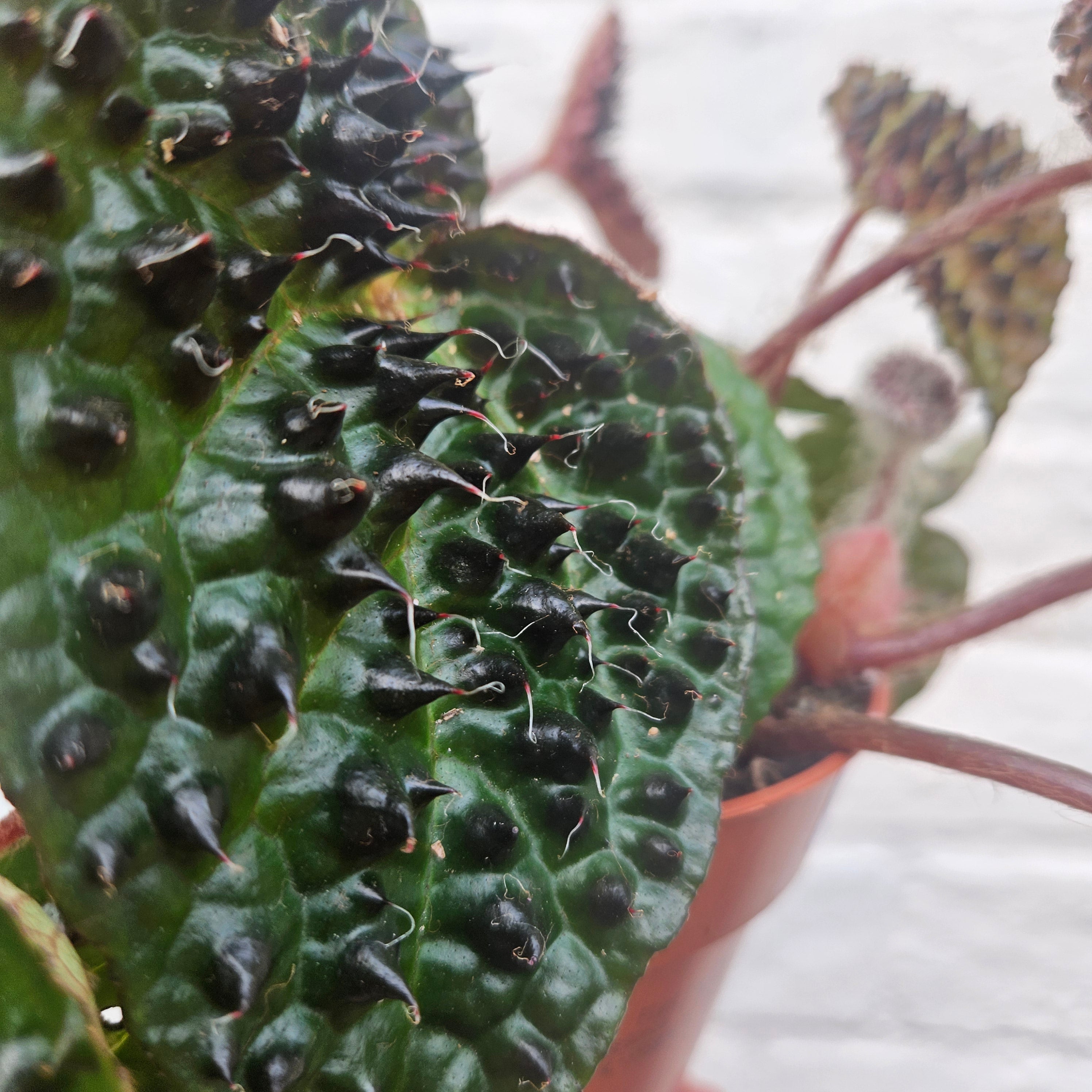 Begonia ferox (Fierce Plant)