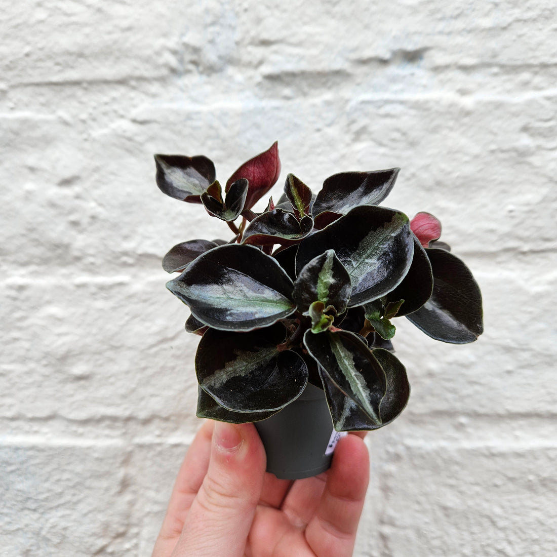 Peperomia metallica &