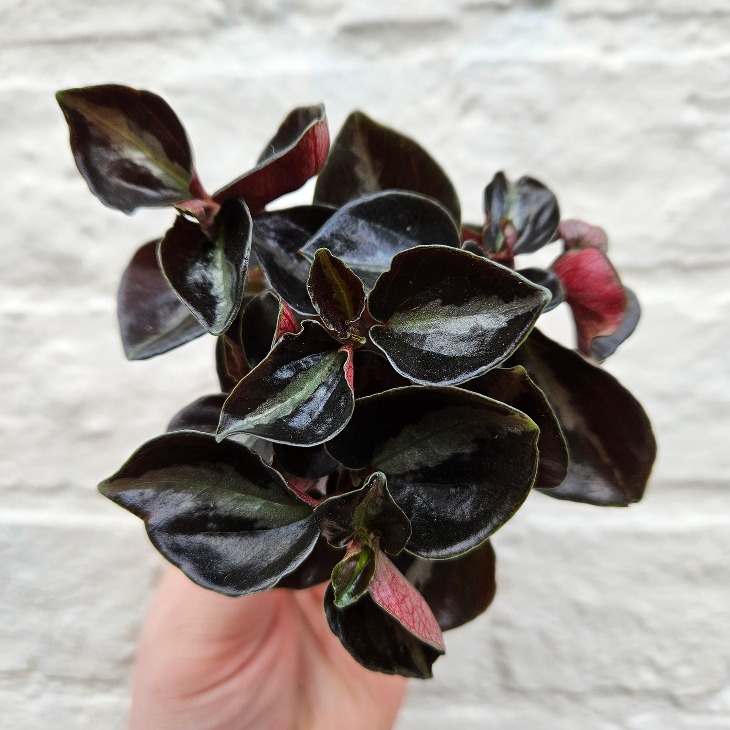 Peperomia metallica &