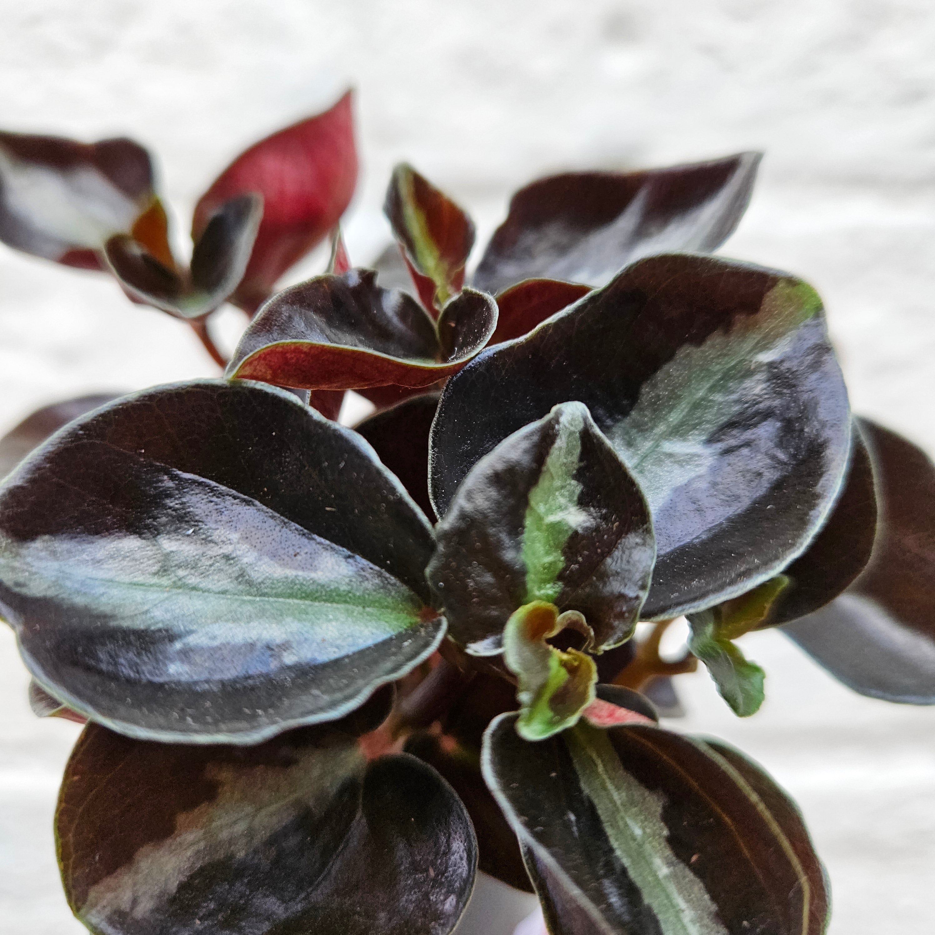 Peperomia metallica &