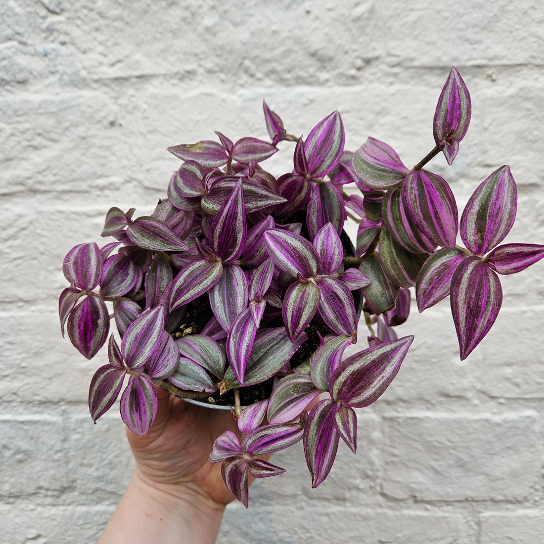 Tradescantia &