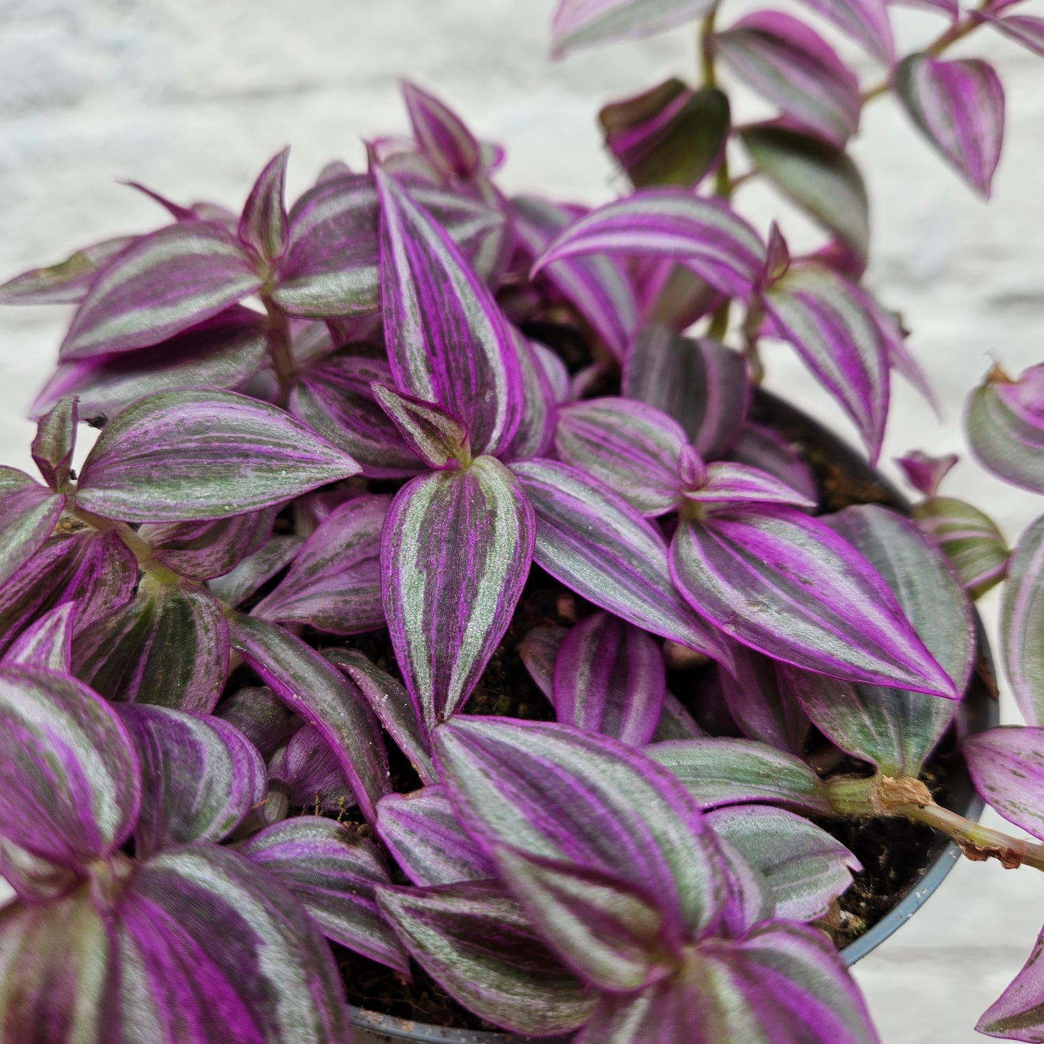 Tradescantia &