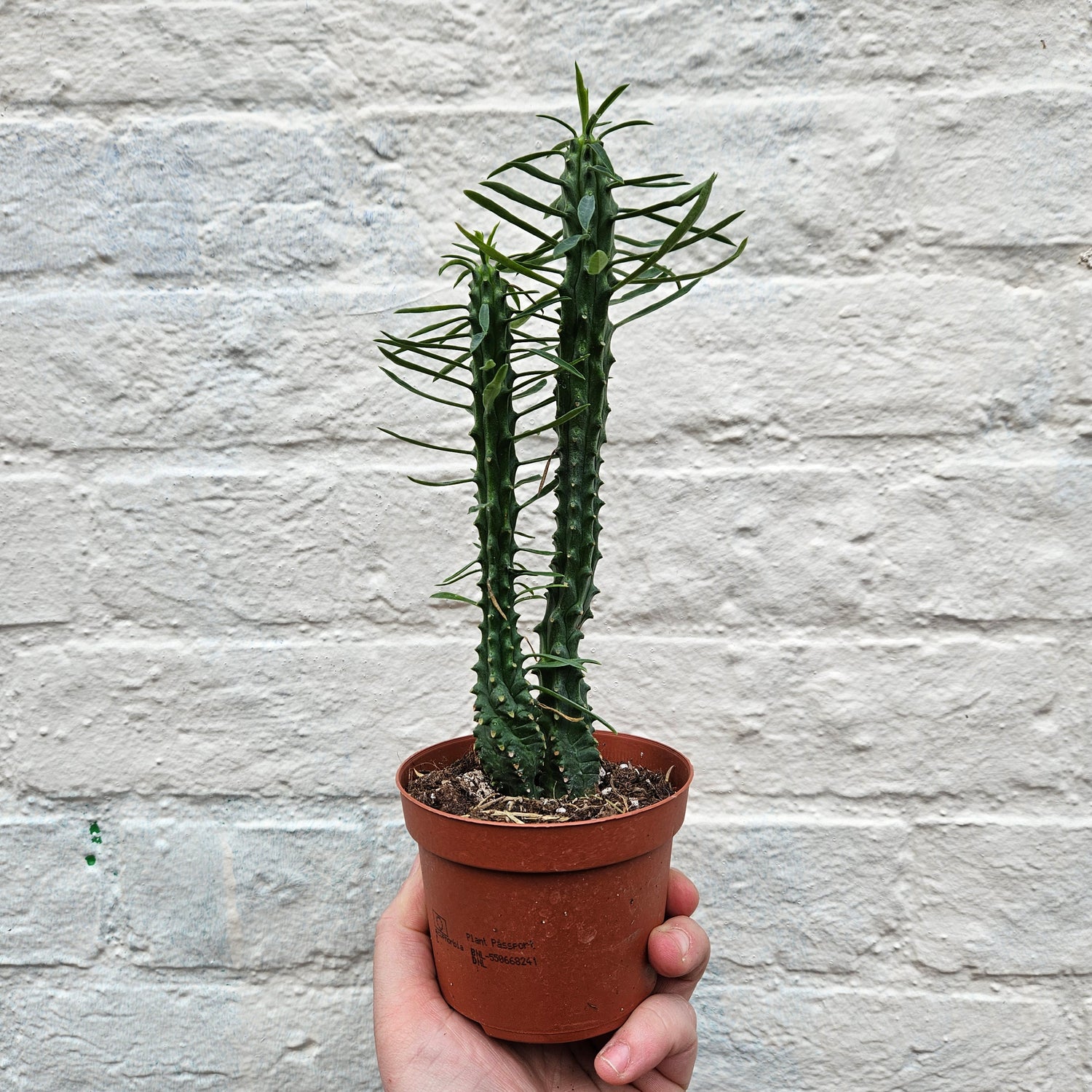 Euphorbia loricata (African palm tree)