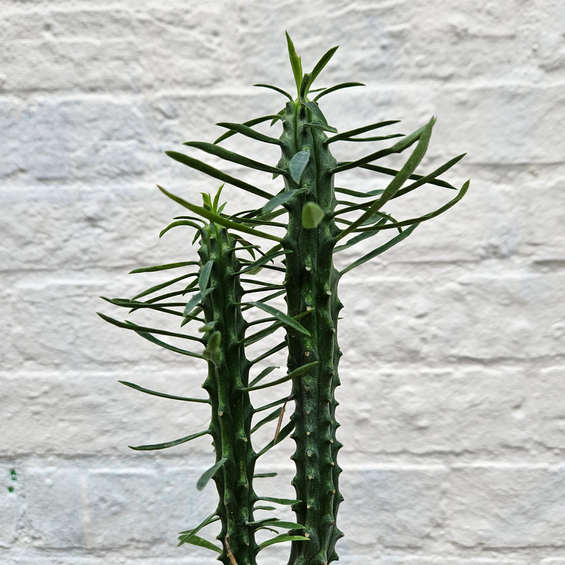 Euphorbia loricata (African palm tree)