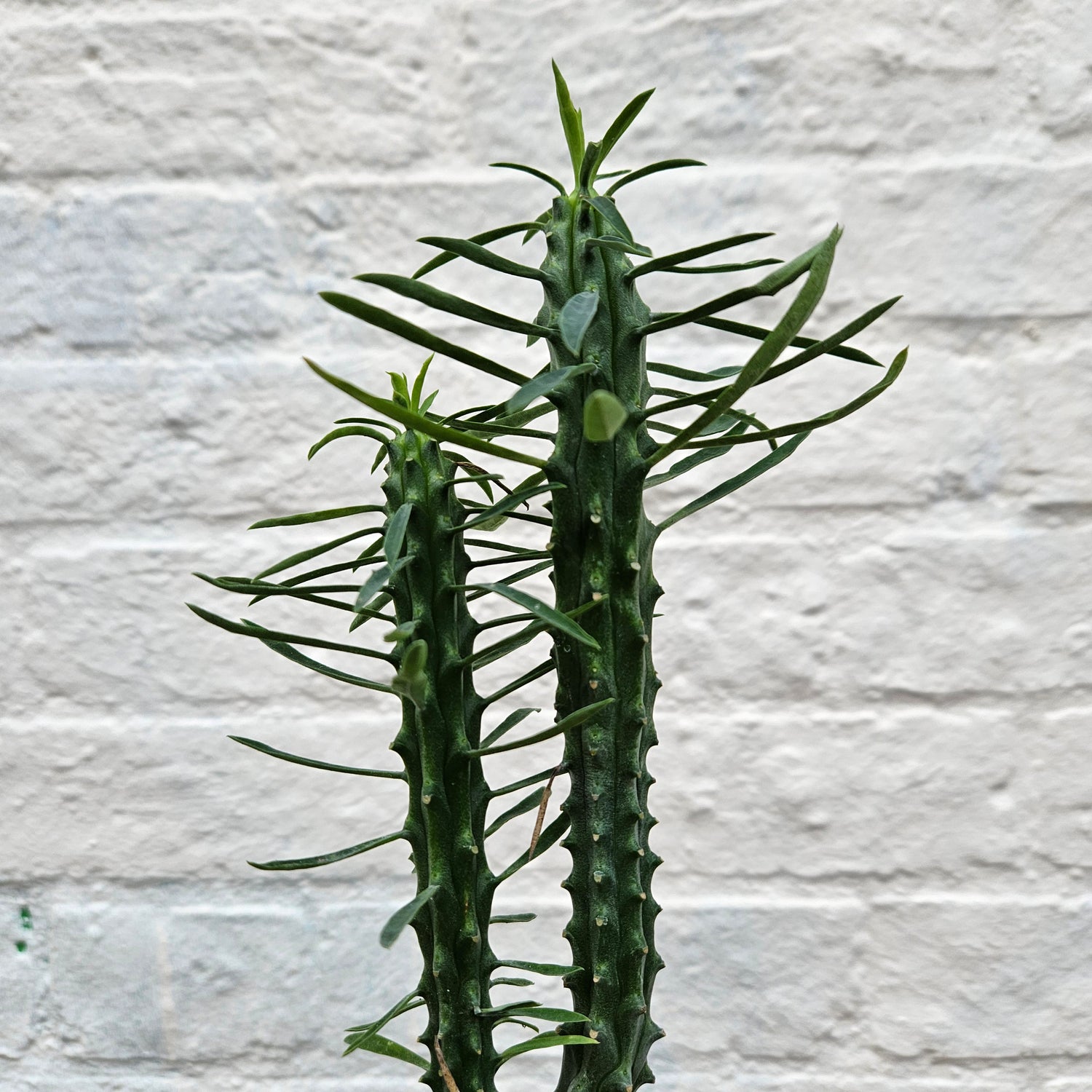 Euphorbia loricata (African palm tree)